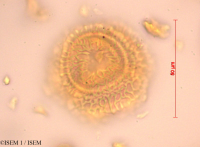 ISEM 1/Drimys_granadensis_24426/Drimys_granadensis_24426_0001(copy)_thumb.jpg
